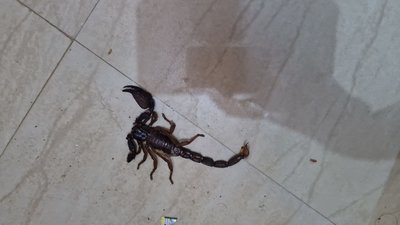 File:Scorpion evidence 400.jpg